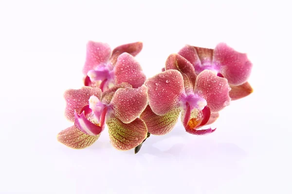 Fiori del Orchid — Foto Stock