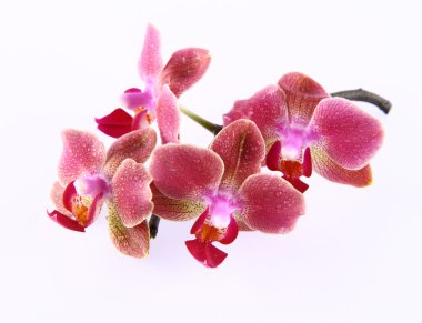 Orchid flowers clipart