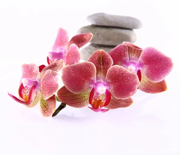 Stenar och orkidéer — Stockfoto