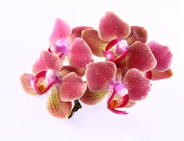Orchid blommor — Stockfoto