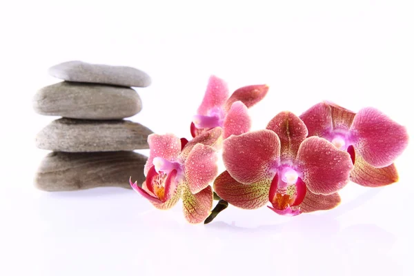 Stones and orchids — Stock Photo, Image