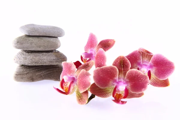 Stones and orchids — Stock Photo, Image