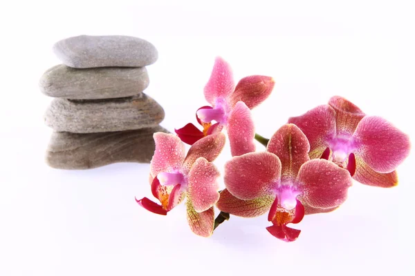 Pietre e orchidee — Foto Stock
