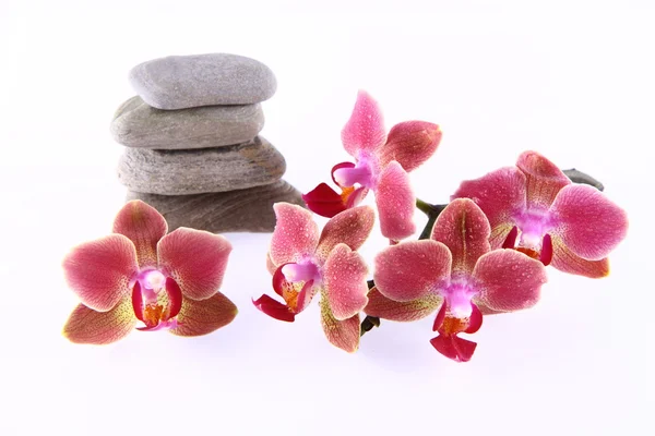 Sten og orkideer - Stock-foto