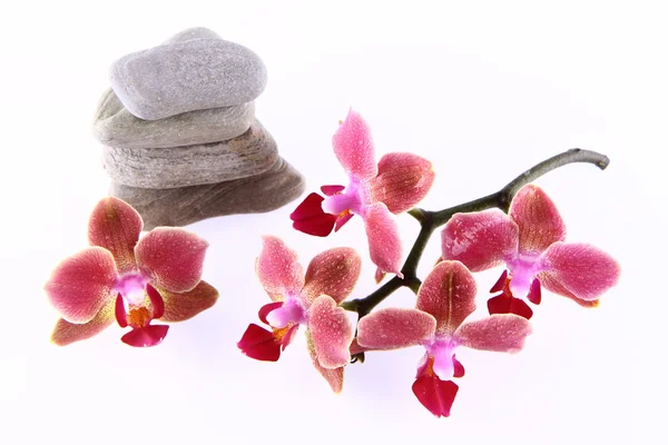 石头和兰花 — 图库照片