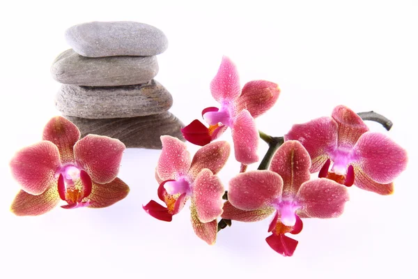 Stenar och orkidéer — Stockfoto