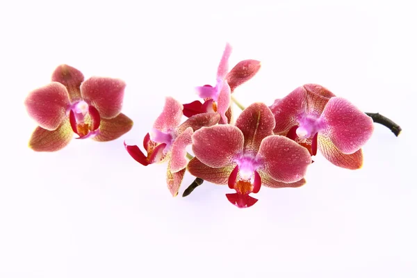 stock image Orchid flowers