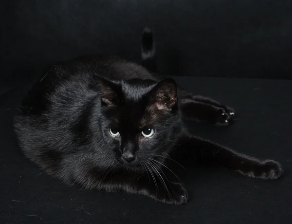 黑猫 — 图库照片