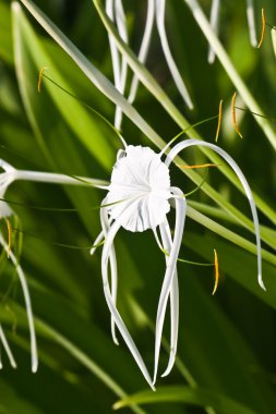 Beyaz örümcek zambak - hymenocallis