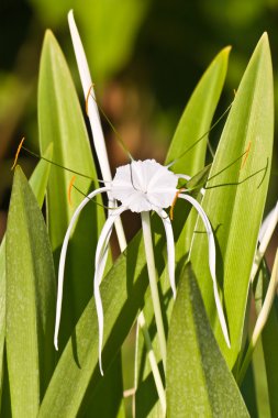 Beyaz örümcek zambak - hymenocallis