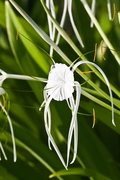 White Spider Lily - Hymenocallis — Stock Photo, Image