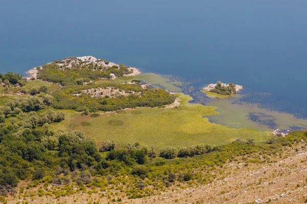 Palude nel lago di Skaradrsko - Montenegro — Foto Stock