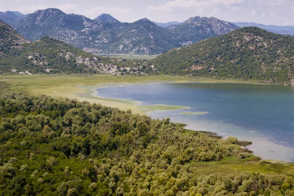 Pântano no lago Skadarsko — Fotografia de Stock