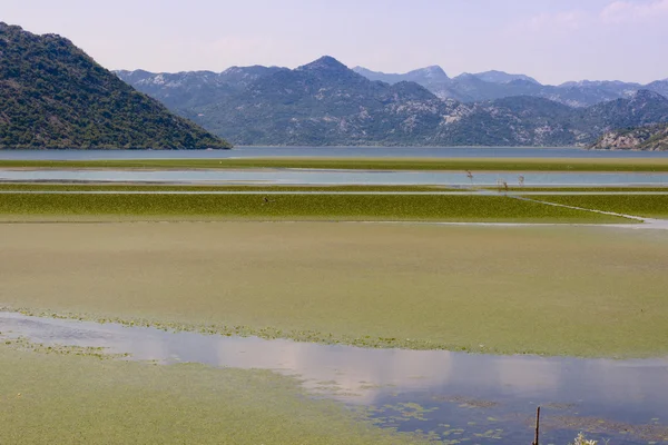 Pântano verde - Montenegro — Fotografia de Stock