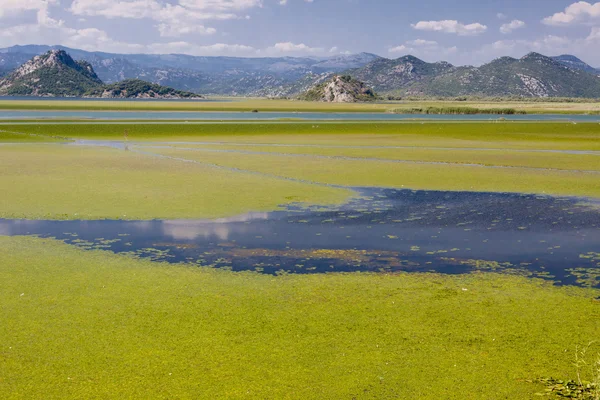 Czarnogóra, skadarsko jezioro — Zdjęcie stockowe