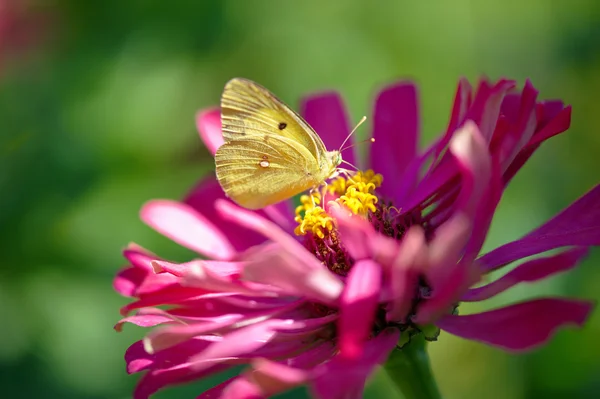 stock image Yellow butterfly on a flower