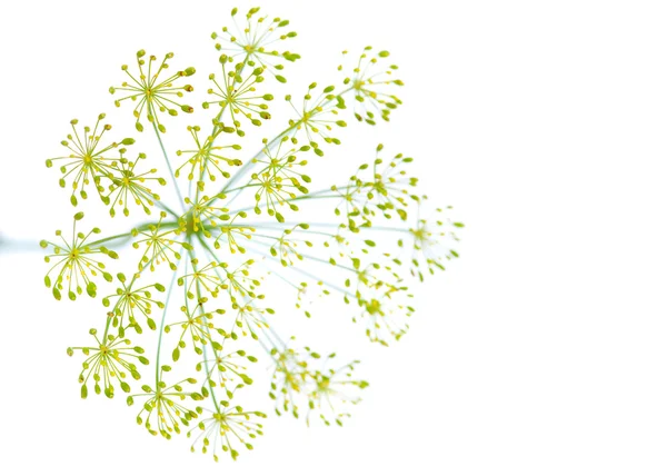 Dill flower — Stock Photo, Image
