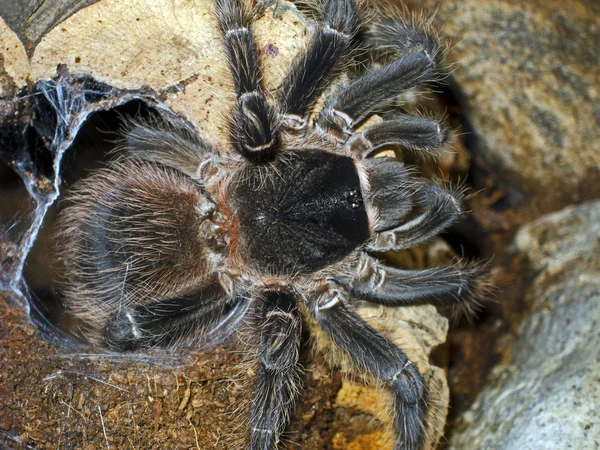 巨型蜘蛛 lasiodora parahybana — 图库照片