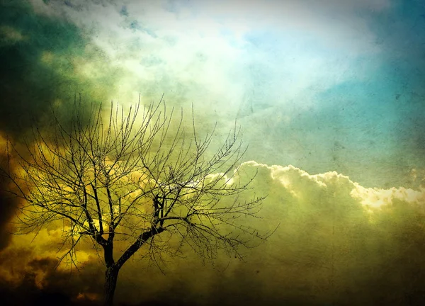 Strom a obloha — Stock fotografie