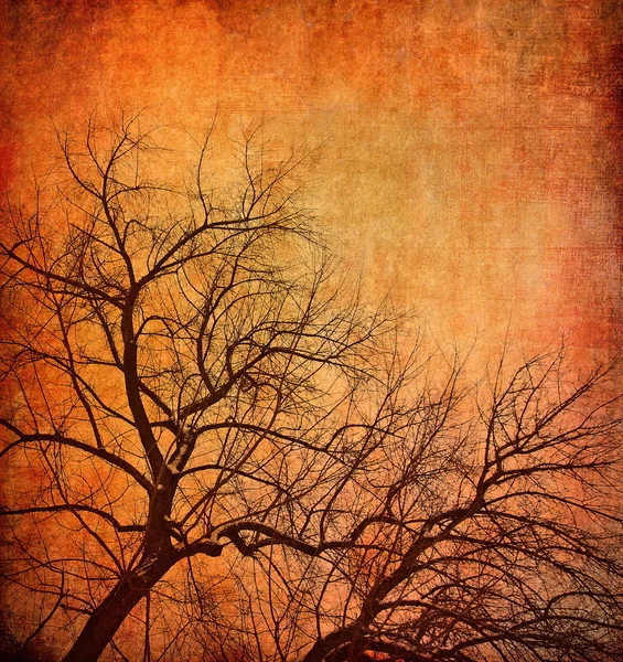 Abstraktní stromy — Stock fotografie