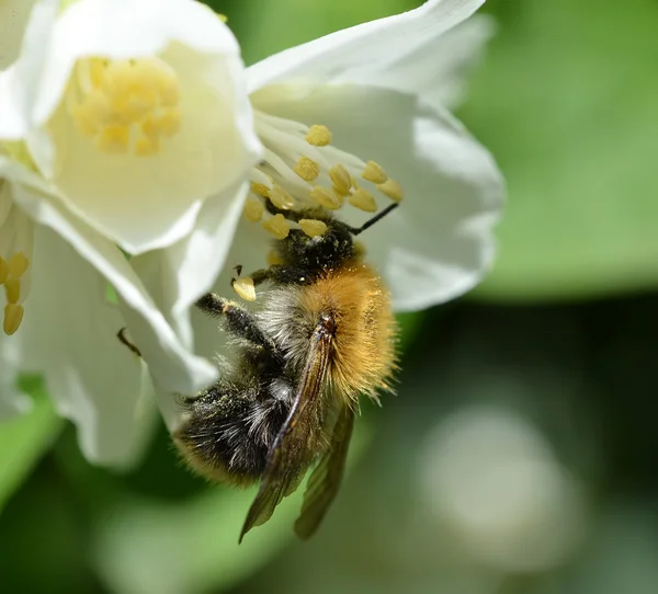 Stock image Bee on white flower