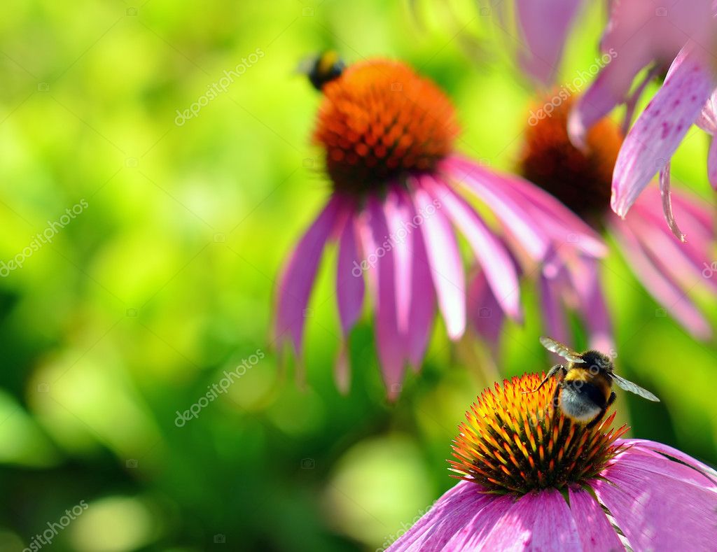 bee on chamomile flower|图库照片08ensuper#7399739