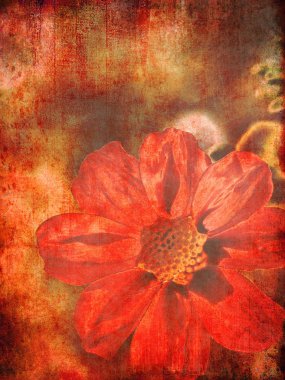 Vintage background with red flower