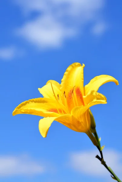 Yellow flower against blue sky — Stock Photo, Image