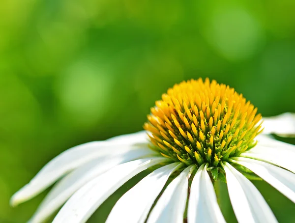 Kwiat rumianku z bliska na zielonym tle — Zdjęcie stockowe
