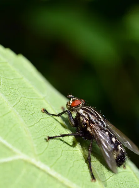 stock image Fly insect