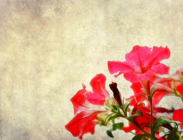 Latar belakang Floral — Stok Foto