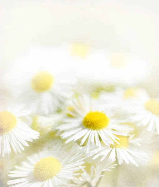 デイジーの花、ビンテージ背景 — ストック写真