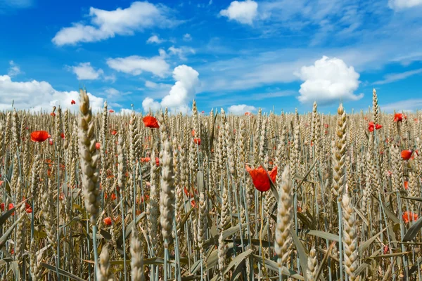 Goldener Weizen mit rotem Mohn — Stockfoto