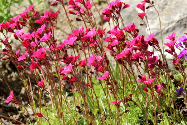 stock image Beautiful spring flowers