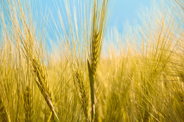 Detalj av ekologisk gul sommar korn — Stockfoto