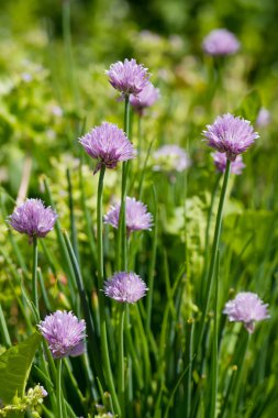 Allium Schoenoprasum known as Chives clipart