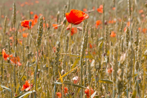 Golden wheat with red poppy — Stock Photo, Image