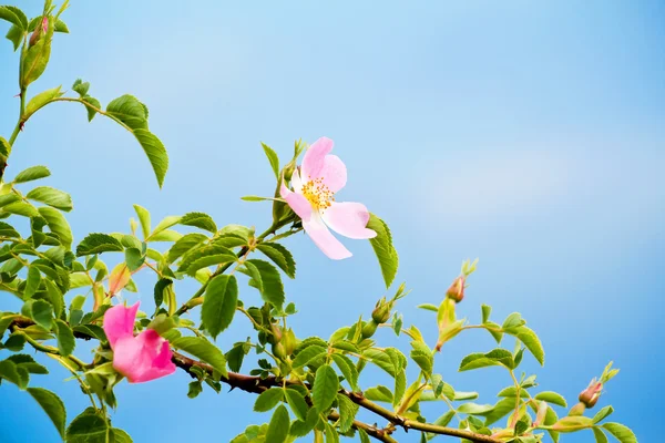 Blossom detalj av fructus cynosbati — Stockfoto