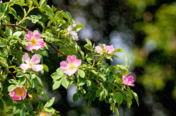 Blütendetail von fructus cynosbati — Stockfoto