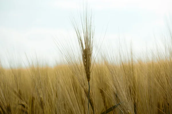 Detalj av gyllene ekologiska korn — Stockfoto