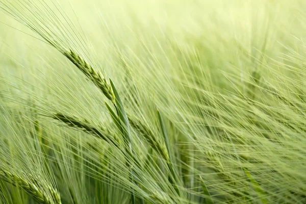 Detail of organic green grains — Stock Photo, Image