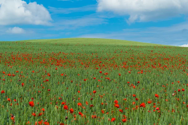 Landschaft mit grünem Weizen mit rotem Mohn — Stockfoto