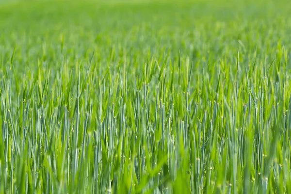 Detalhe do campo com grãos de primavera verde — Fotografia de Stock