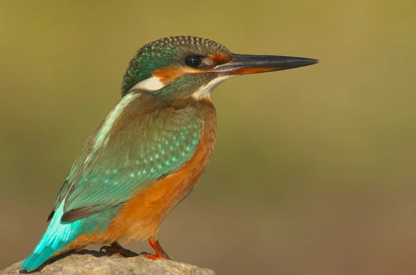 stock image Alcedo atthis...