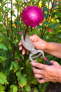 Gardening clipart