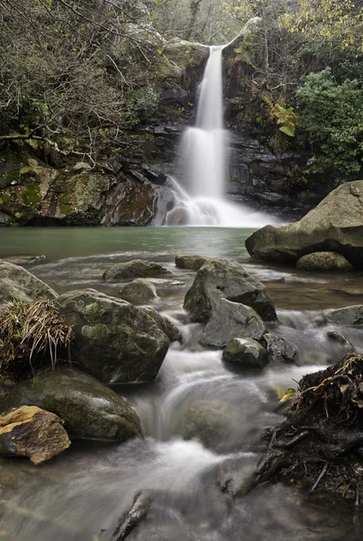 stock image River in forest