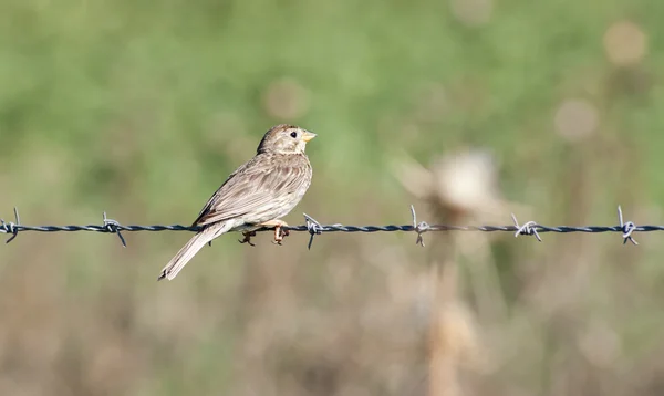 stock image Little sparrow