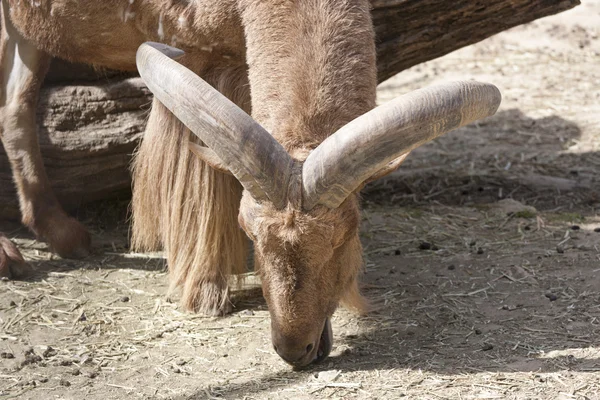Gacele horns — стоковое фото