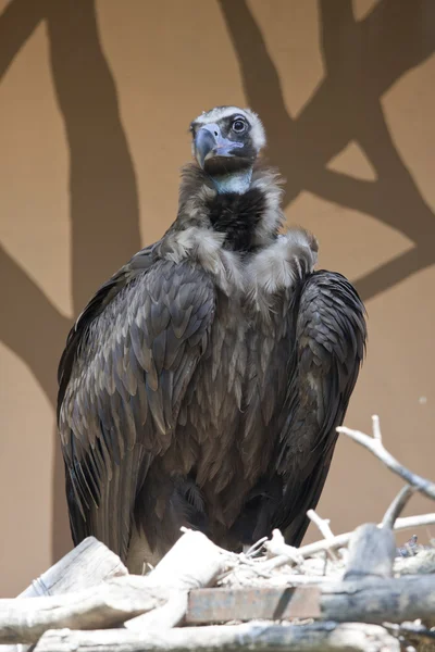 Big vulture — Stock Photo, Image