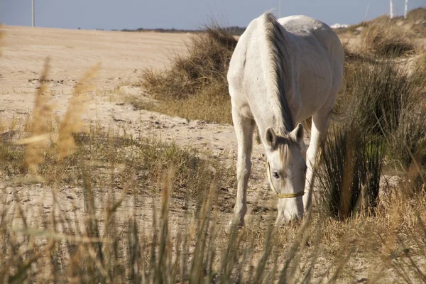 stock image Horse in a beach